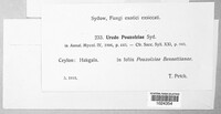 Uredo pouzolziae image